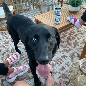 Meet your Posher, Troy